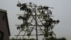 Amberboom Als Leiboom (Liquidambar Styraciflua) 18 Amberboom Als Leiboom (Liquidambar Styraciflua) -Tuinplantenwinkel 20120214133609 7