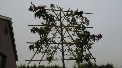 Amberboom Als Leiboom (Liquidambar Styraciflua) 6 Amberboom Als Leiboom (Liquidambar Styraciflua) - Afbeelding 6