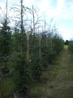 Schijnbeuk (Nothofagus Antarctica) -Tuinplantenwinkel 20120214134552 10