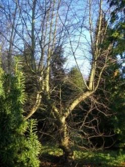 Schijnbeuk (Nothofagus Antarctica) -Tuinplantenwinkel 20120214134607 10