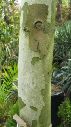 Bolplataan (Platanus 'Alphen's Globe') -Tuinplantenwinkel 20120214140558 8