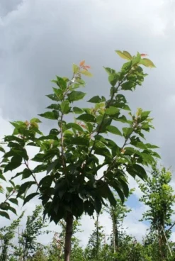 Japanse Sierkers (Prunus Serrulata 'Kanzan') -Tuinplantenwinkel 20120214142932 16 1