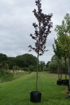 Rode Kerspruim Als Boom (Prunus Cerasifera 'Nigra') 12 Rode Kerspruim Als Boom (Prunus Cerasifera 'Nigra') -Tuinplantenwinkel 20120214143020 16