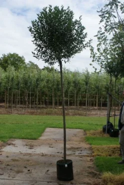 Bolprunus (Prunus Eminens 'Umbraculifera') -Tuinplantenwinkel 20120214143257 16