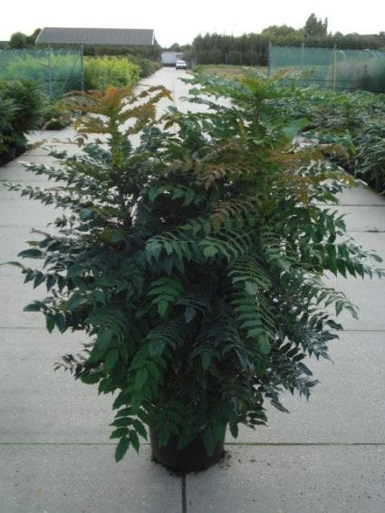 Mahoniestruik (Mahonia Media 'Winter Sun') 6 Mahoniestruik (Mahonia Media 'Winter Sun') - Afbeelding 6