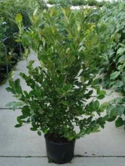 Stermagnolia (Magnolia Stellata) 28 Stermagnolia (Magnolia Stellata) -Tuinplantenwinkel 20120214143817 13 1