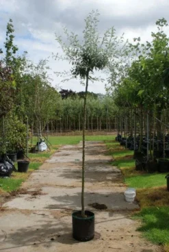 Treursierpeer (Pyrus Salicifolia 'Pendula') -Tuinplantenwinkel 20120214143823 9 1