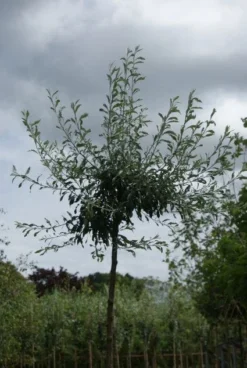 Treursierpeer (Pyrus Salicifolia 'Pendula') -Tuinplantenwinkel 20120214143843 9 1