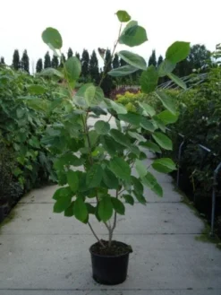 Beverboom (Magnolia Sieboldii) -Tuinplantenwinkel 20120214144004 8 1