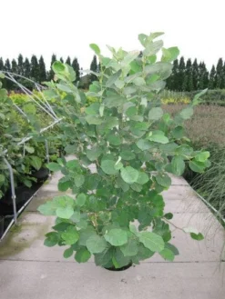 Beverboom (Magnolia Sieboldii) -Tuinplantenwinkel 20120214144026 8 1