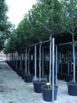 Beverboom (Magnolia Kobus) -Tuinplantenwinkel 20120214144339 19 1