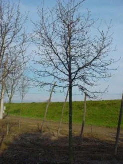 Beverboom (Magnolia Kobus) -Tuinplantenwinkel 20120214144416 19 1