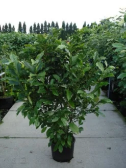 Beverboom, Struik (Magnolia Susan) -Tuinplantenwinkel 20120214144559 10