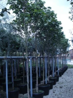 Beverboom (Magnolia 'Galaxy') -Tuinplantenwinkel 20120214144656 7 2