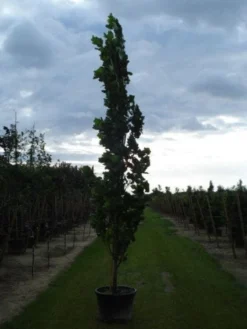 Tulpenboom (Liriodendron Tulipfera 'Fastigiata') -Tuinplantenwinkel 20120214150926 6