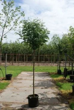 Bolacacia (Robinia Pseudoacacia 'Umbraculifera') 17 Bolacacia (Robinia Pseudoacacia 'Umbraculifera') -Tuinplantenwinkel 20120214153924 24 1