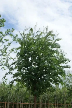 Bolacacia (Robinia Pseudoacacia 'Umbraculifera') -Tuinplantenwinkel 20120214154019 24 2