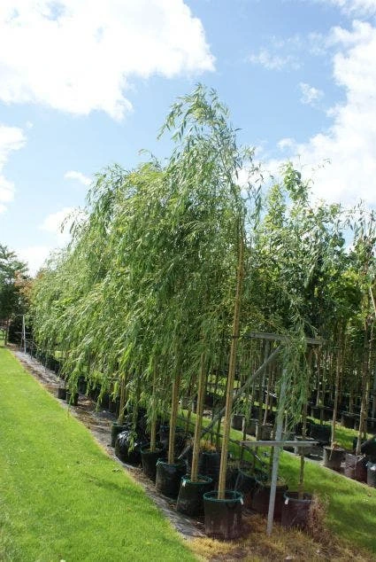 Treurwilg (Salix Sepulcralis 'Chrysocoma') 2 Treurwilg (Salix Sepulcralis 'Chrysocoma') - Afbeelding 2
