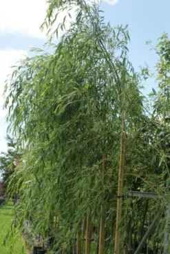 Treurwilg (Salix Sepulcralis 'Chrysocoma') 10 Treurwilg (Salix Sepulcralis 'Chrysocoma') -Tuinplantenwinkel 20120214154930 14