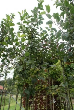 Sierappel (Malus 'Golden Hornet') -Tuinplantenwinkel 20120214155108 12