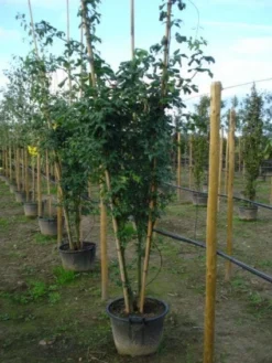 Gouden Regen, Struik (Laburnum Watereri 'Vossii') 11 Gouden Regen, Struik (Laburnum Watereri 'Vossii') -Tuinplantenwinkel 20120215131723 4