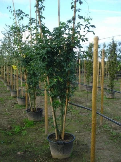 Gouden Regen, Struik (Laburnum Watereri 'Vossii') 4 Gouden Regen, Struik (Laburnum Watereri 'Vossii') - Afbeelding 4