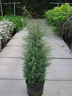 Jeneverbes (Juniperus Communis 'Hibernica') -Tuinplantenwinkel 20120215132223 7