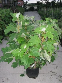 Eikenbladhortensia (Hydrangea Quercifolia) -Tuinplantenwinkel 20120215133849 6 1