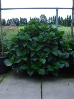 Seringhortensia (Hydrangea Macrophylla 'Ayesha') -Tuinplantenwinkel 20120215134722 2 1