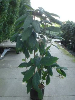Fluweelhortensia (Hydrangea Aspera 'Macrophylla') -Tuinplantenwinkel 20120215134833 6 1