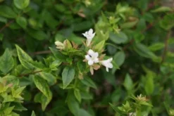 Tuinplantenwinkel -Tuinplantenwinkel 20120215153857 2