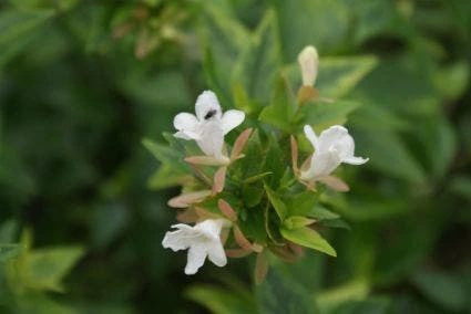 Abelia (Abelia Grandiflora 'Sherwood') 3 Abelia (Abelia Grandiflora 'Sherwood') - Afbeelding 3