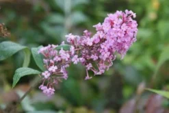 Vlinderstruik (Buddleja Davidii 'Pink Delight') -Tuinplantenwinkel 20120215162826 3