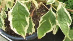 Reuzenkornoelje (Cornus Controversa 'Variegata') -Tuinplantenwinkel 20120215164859 7