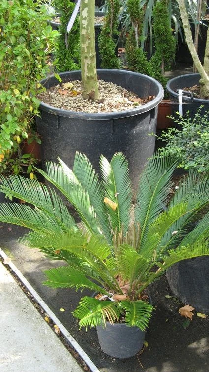 Cycaspalm (Cycas Revoluta) 4 Cycaspalm (Cycas Revoluta) - Afbeelding 4