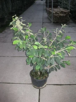 Toverhazelaar (Hamamelis Intermedia 'Arnold Promise') 14 Toverhazelaar (Hamamelis Intermedia 'Arnold Promise') -Tuinplantenwinkel 20120217133021 6