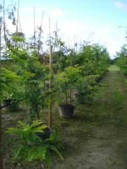 Geelbladige Christusdoorn (Gleditsia Triacanthos 'Sunburst') -Tuinplantenwinkel 20120217133345 35 7