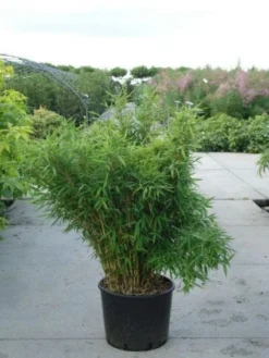 Niet Woekerende Bamboe (Fargesia Murieliae 'Bimbo') -Tuinplantenwinkel 20120217134101 4