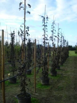 Rode Treurbeuk (Fagus Sylvatica 'Purple Fountain') 9 Rode Treurbeuk (Fagus Sylvatica 'Purple Fountain') -Tuinplantenwinkel 20120217134436 11