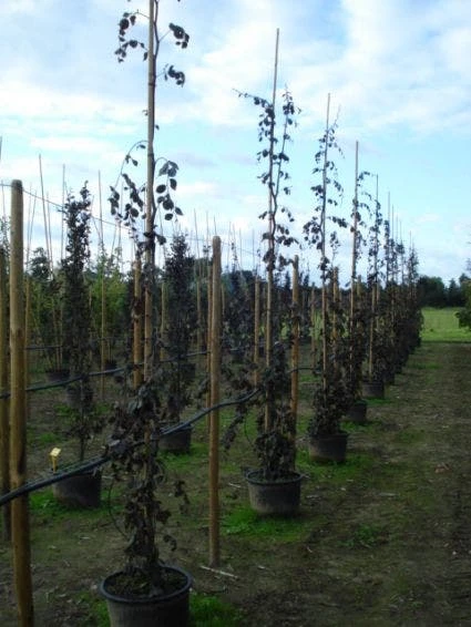 Rode Treurbeuk (Fagus Sylvatica 'Purple Fountain') 4 Rode Treurbeuk (Fagus Sylvatica 'Purple Fountain') - Afbeelding 4