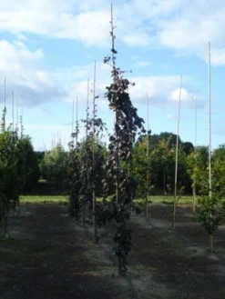 Rode Treurbeuk (Fagus Sylvatica 'Purple Fountain') 8 Rode Treurbeuk (Fagus Sylvatica 'Purple Fountain') -Tuinplantenwinkel 20120217134500 11