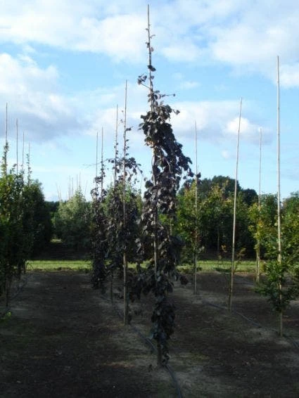 Rode Treurbeuk (Fagus Sylvatica 'Purple Fountain') 3 Rode Treurbeuk (Fagus Sylvatica 'Purple Fountain') - Afbeelding 3