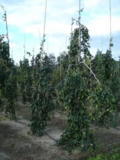 Treurbeuk (Fagus Sylvatica 'Pendula') -Tuinplantenwinkel 20120217134533 14