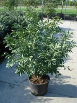 Kardinaalshoed (Euonymus Alatus 'Compactus') -Tuinplantenwinkel 20120217135206 12