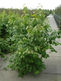 Kornoelje (Cornus Sanguinea 'Winter Beauty) -Tuinplantenwinkel 20120218101628 1