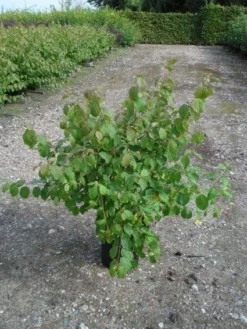 Kornoelje (Cornus Sanguinea 'Midwinter Fire') -Tuinplantenwinkel 20120218101717 4