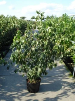 Japanse Kornoelje (Cornus Kousa) 10 Japanse Kornoelje (Cornus Kousa) -Tuinplantenwinkel 20120218102230 60 12