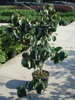 Amerikaanse Kornoelje (Cornus Florida 'Rubra') 12 Amerikaanse Kornoelje (Cornus Florida 'Rubra') -Tuinplantenwinkel 20120218102305 7 1