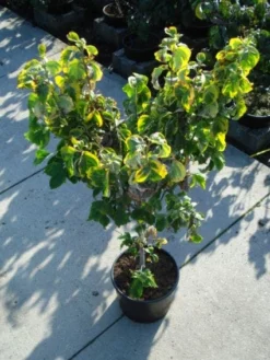 Kornoelje Op Stam (Cornus Florida 'Rainbow') -Tuinplantenwinkel 20120218102340 1 1