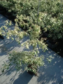 Reuzenkornoelje (Cornus Controversa 'Variegata') -Tuinplantenwinkel 20120218102419 7